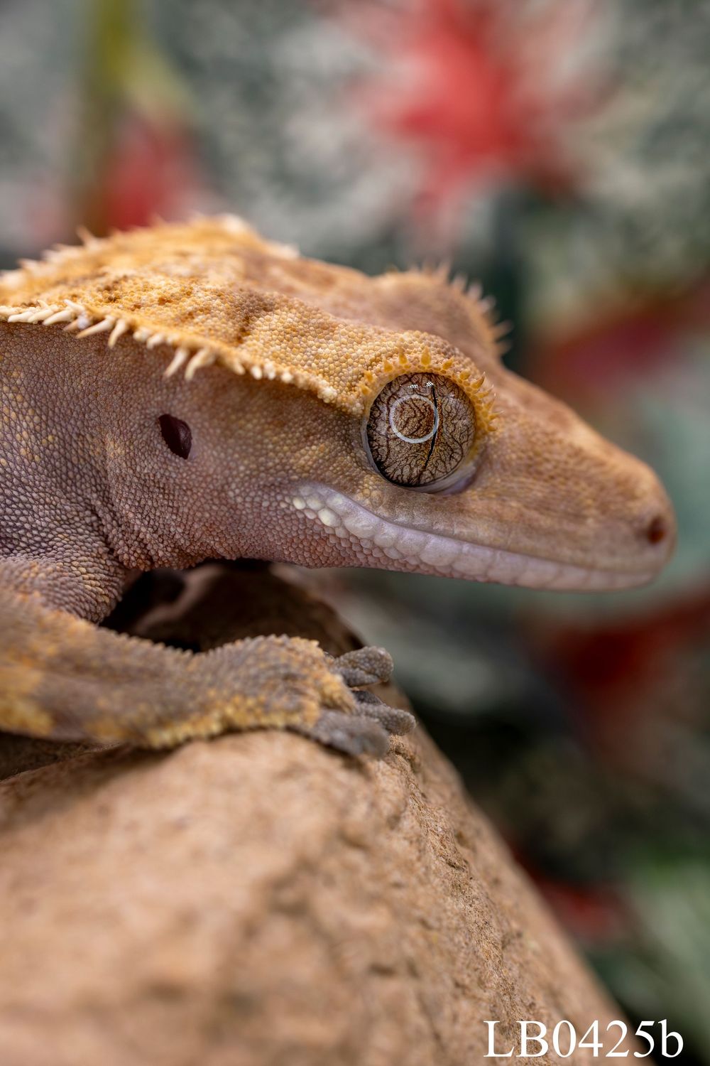Harlequin Crested Gecko MALE Harlequin Crested Gecko MALE
