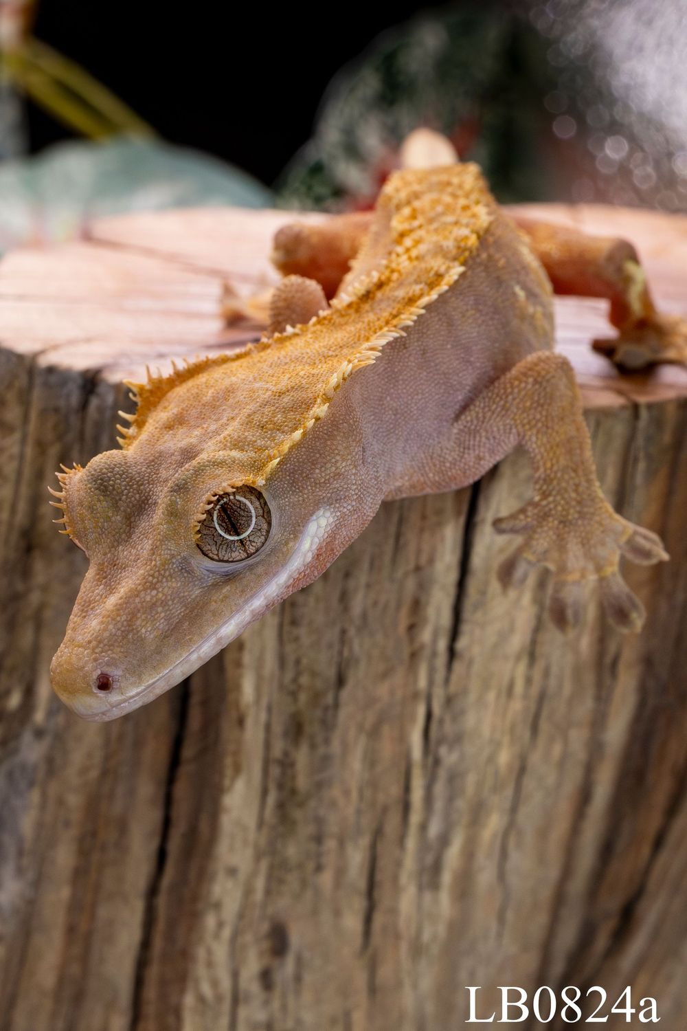 Harlequin Crested Gecko FEMALE