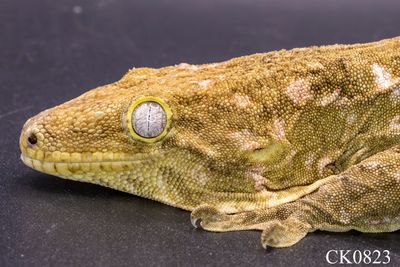 Moro Island x GTX Leachianus Gecko FEMALE Moro Island x GTX Leachianus Gecko FEMALE