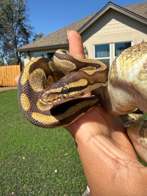 Fire Enchi Ball Python FEMALE Fire Enchi Ball Python FEMALE