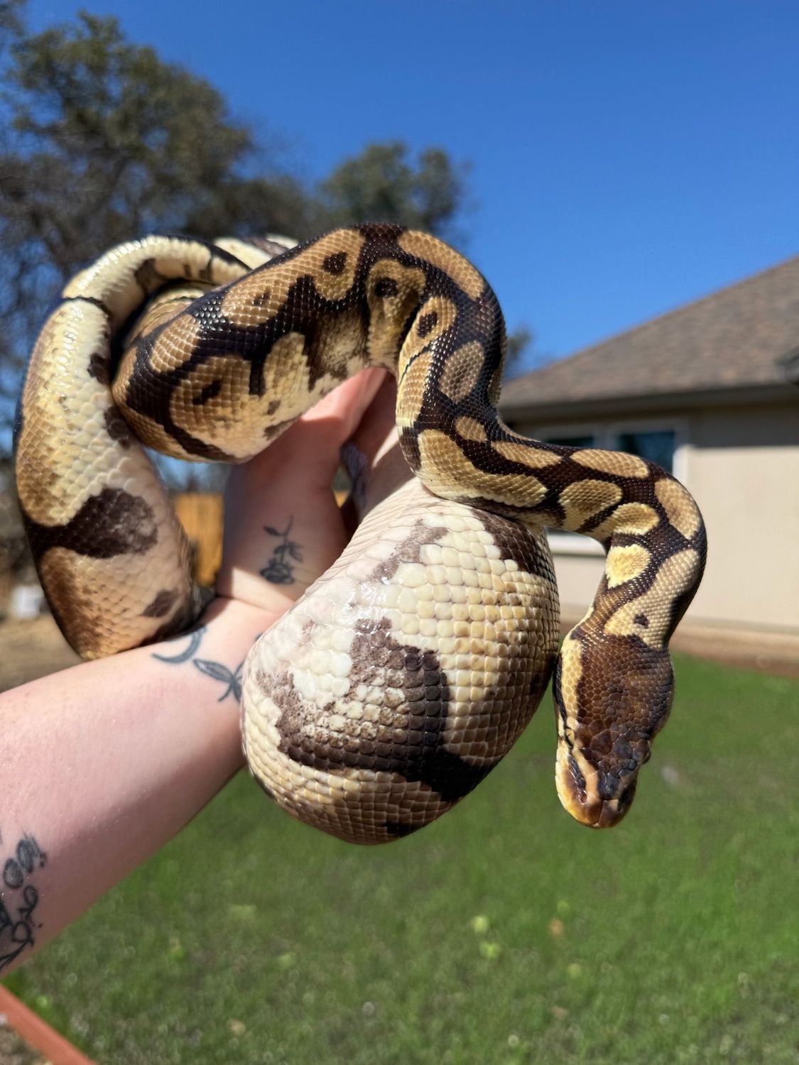 Calico 66% het Clown Ball Python FEMALE Calico 66% het Clown Ball Python FEMALE