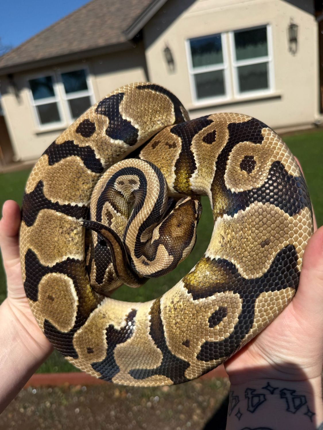Blade Ball Python FEMALE