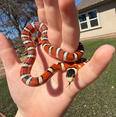 Arizona Mountain King Snake MALE