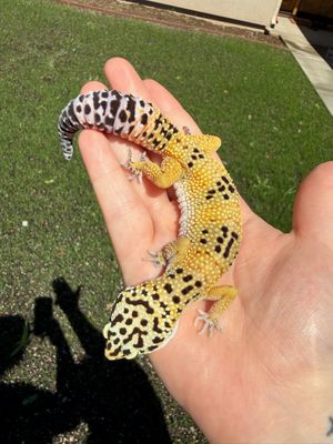 Normal Leopard Gecko FEMALE Normal Leopard Gecko FEMALE