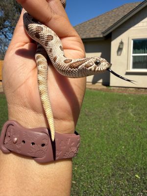 Arctic Conda 100% het Albino Western Hognose Snake MALE