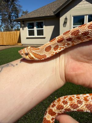 Red Evans Hypo Western Hognose Snake Proven Breeder MALE Red Evans Hypo Western Hognose Snake Proven Breeder MALE