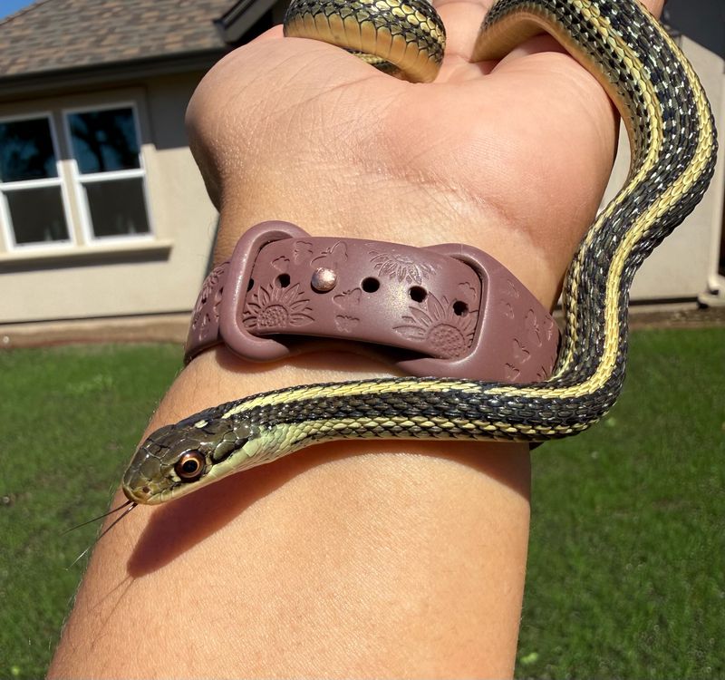 Ribbon Snake MALE