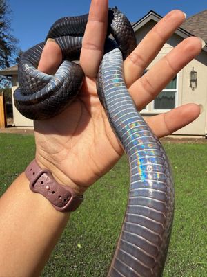 Mexican Black Kingsnake FEMALE Mexican Black Kingsnake FEMALE