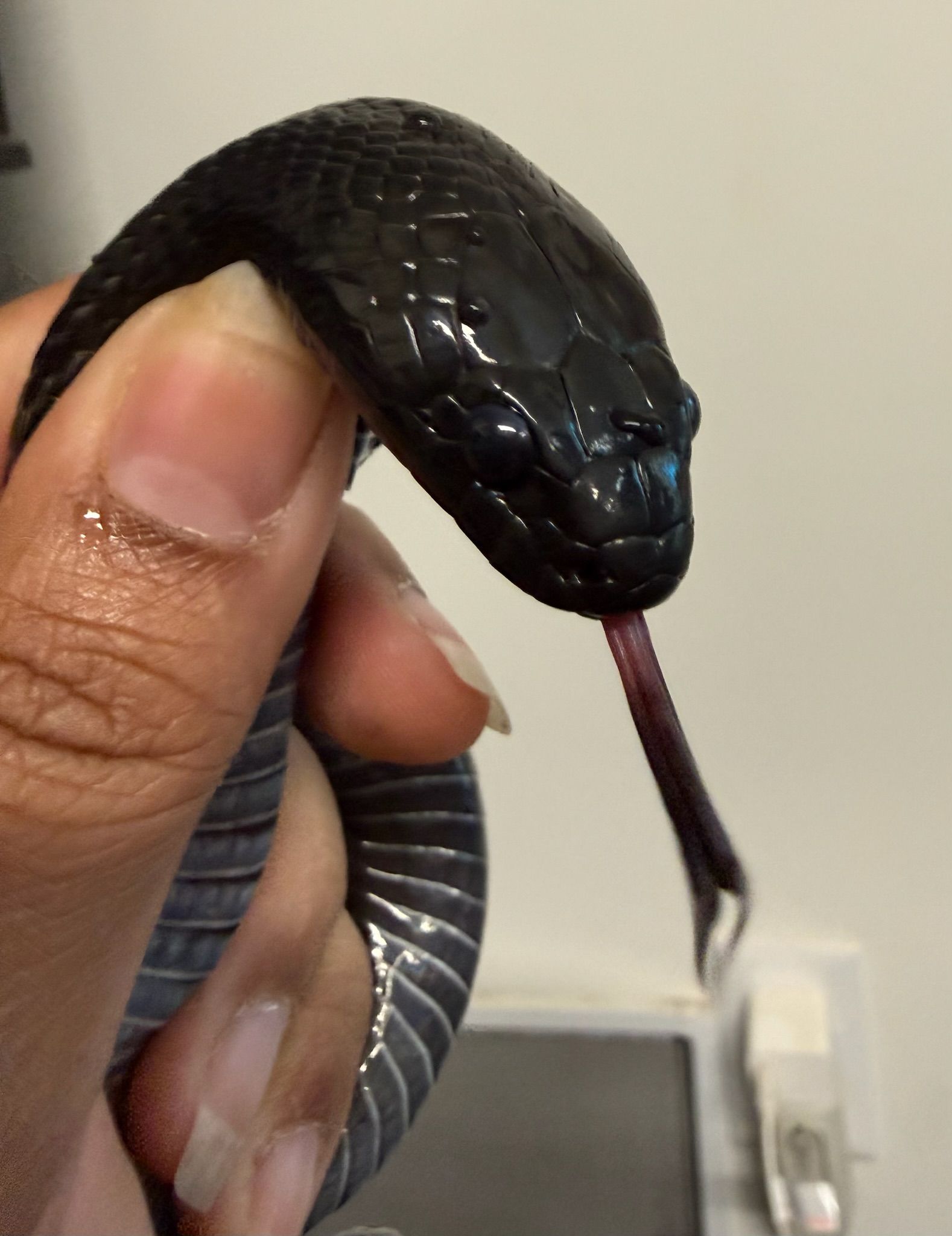 Mexican Black Kingsnake FEMALE