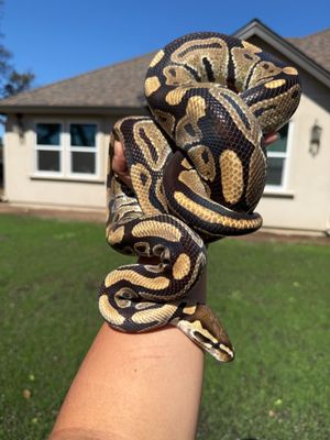 Lace 100% het Clown Ball Python MALE Lace 100% het Clown Ball Python MALE