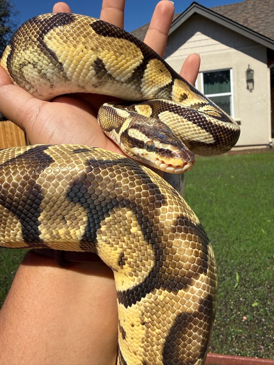 Pastel Enchi Ball Python MALE