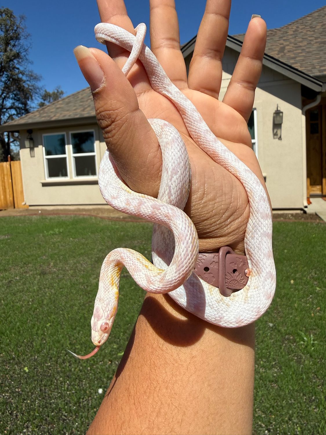 Snow Corn Snake MALE Snow Corn Snake MALE