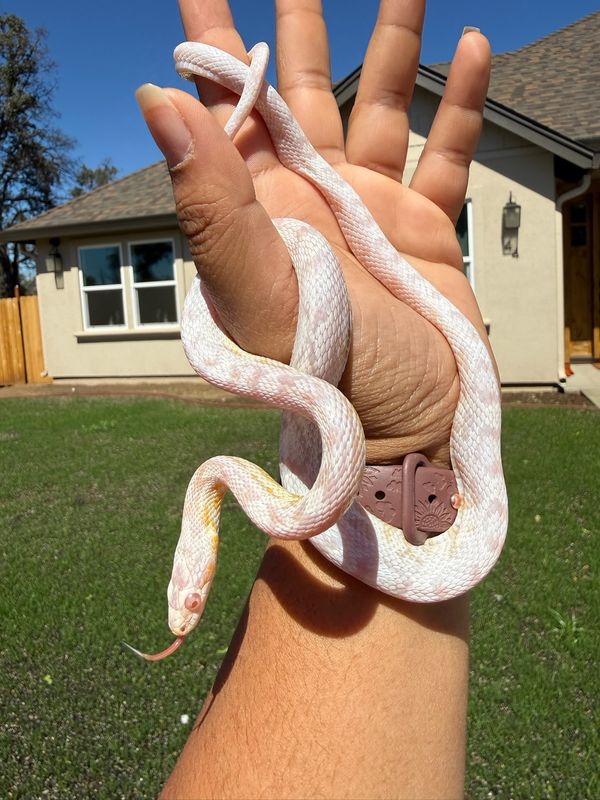 Snow Corn Snake MALE Snow Corn Snake MALE