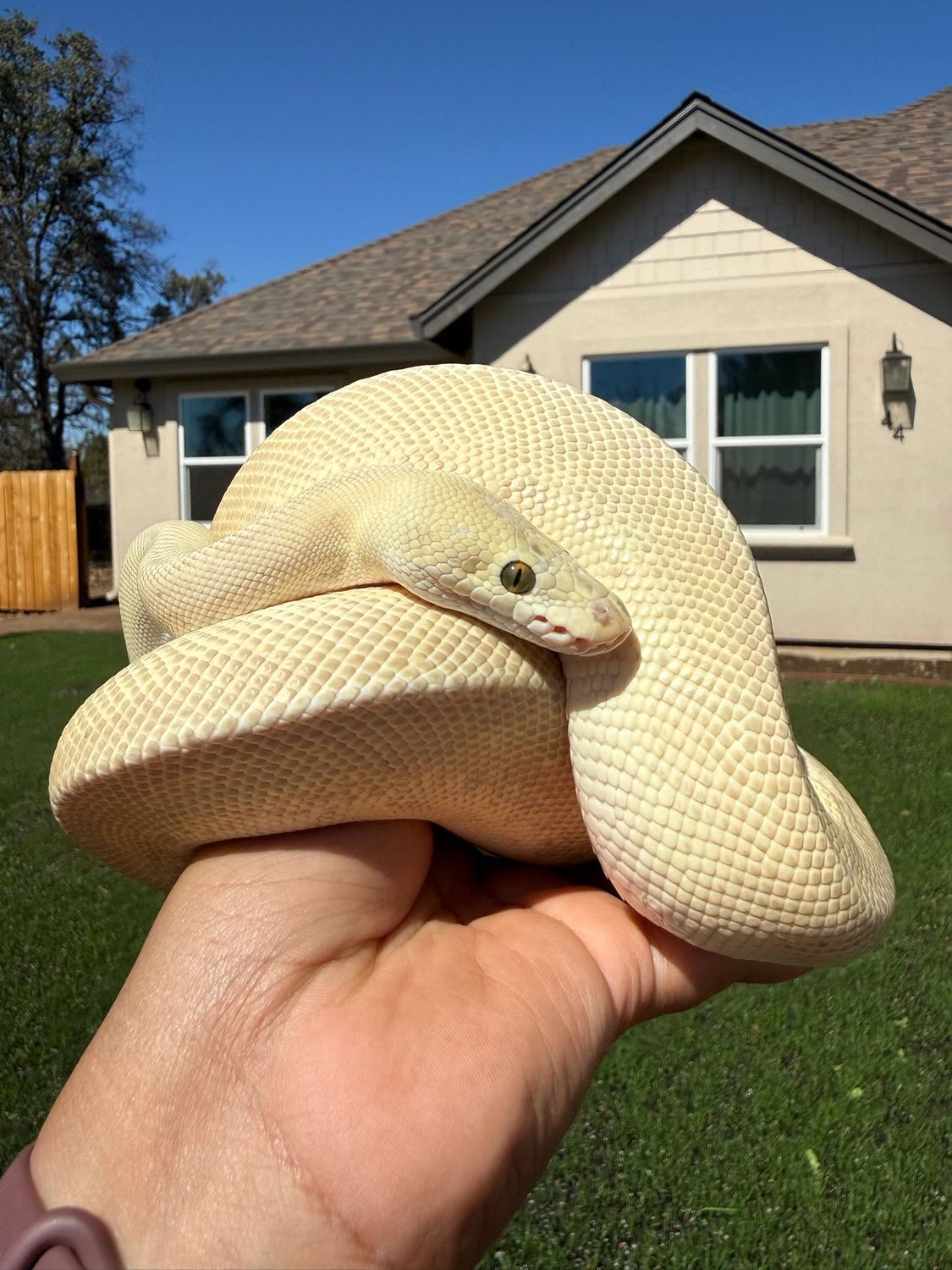 Pastel Lesser Leopard Clown Ball Python MALE