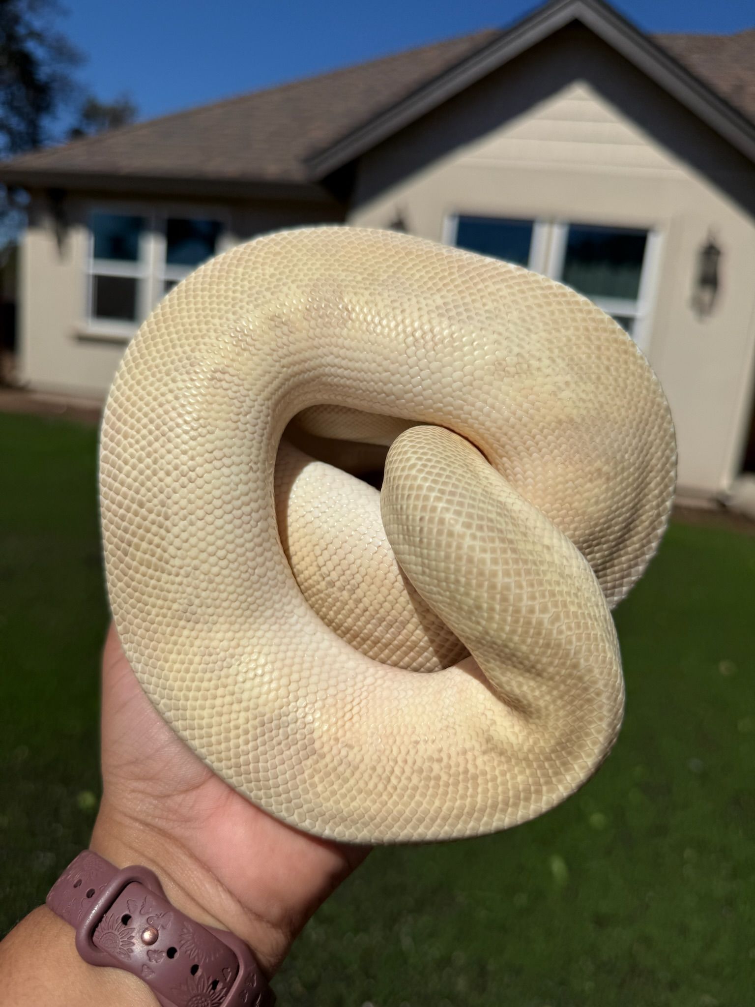Pastel Lesser Leopard Clown Ball Python MALE