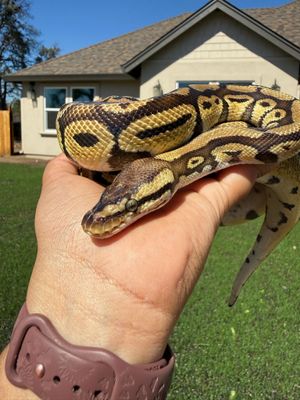 Pastel Vanilla Ball Python Male Pastel Vanilla Ball Python Male