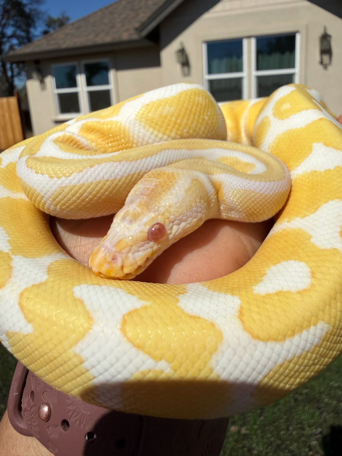 Albino Ball Python M