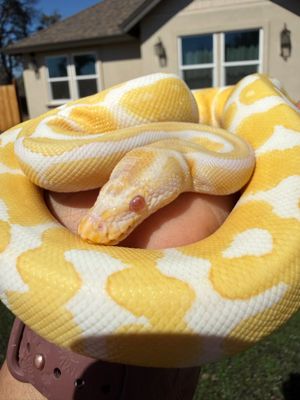 Albino Ball Python M Albino Ball Python M
