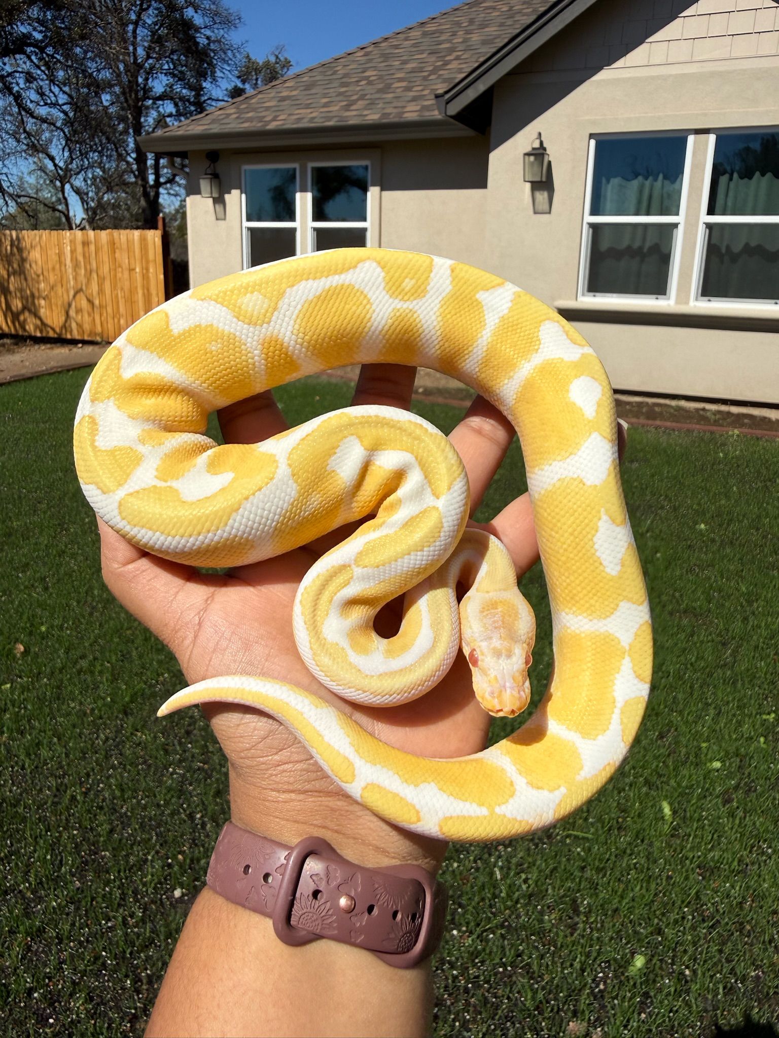 Albino Ball Python M