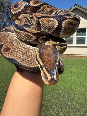 Normal Ball Python FEMALE Normal Ball Python FEMALE