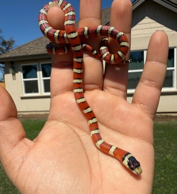 Arizona Mountain King Snake FEMALE #3 Arizona Mountain King Snake FEMALE #3