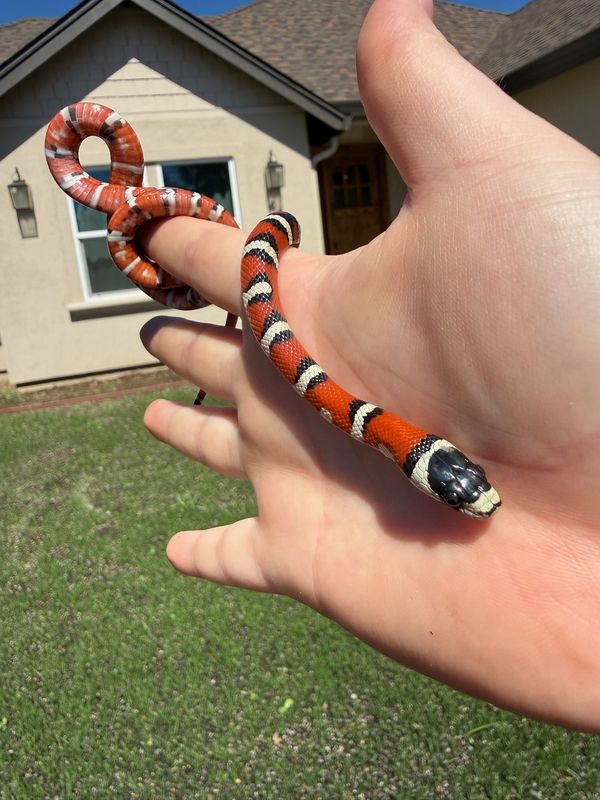 Arizona Mountain Kingsnake FEMALE Arizona Mountain Kingsnake FEMALE