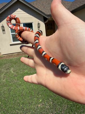 Arizona Mountain Kingsnake FEMALE