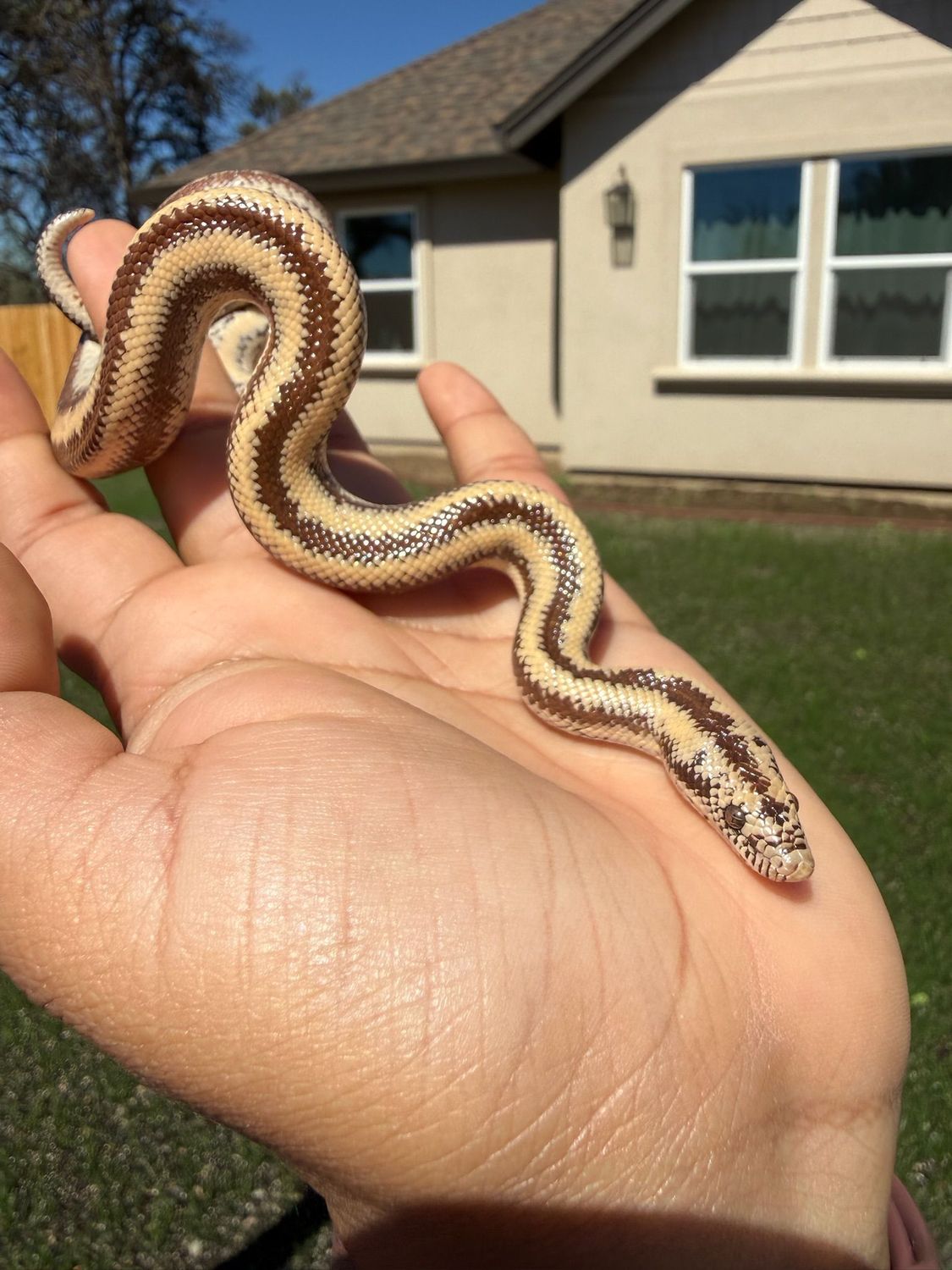 Harquahala Rosy Boa FEMALE #3
