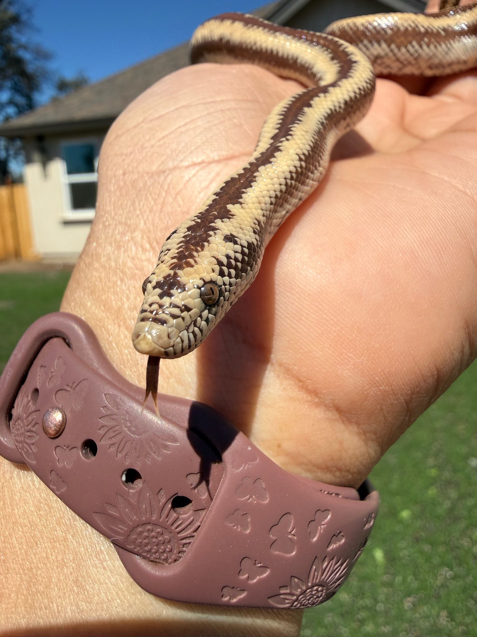 Harquahala Rosy Boa FEMALE #3