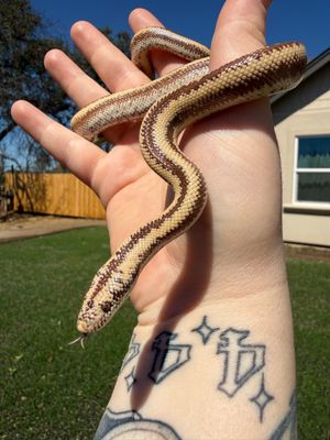 Harquahala Rosy Boa FEMALE #2