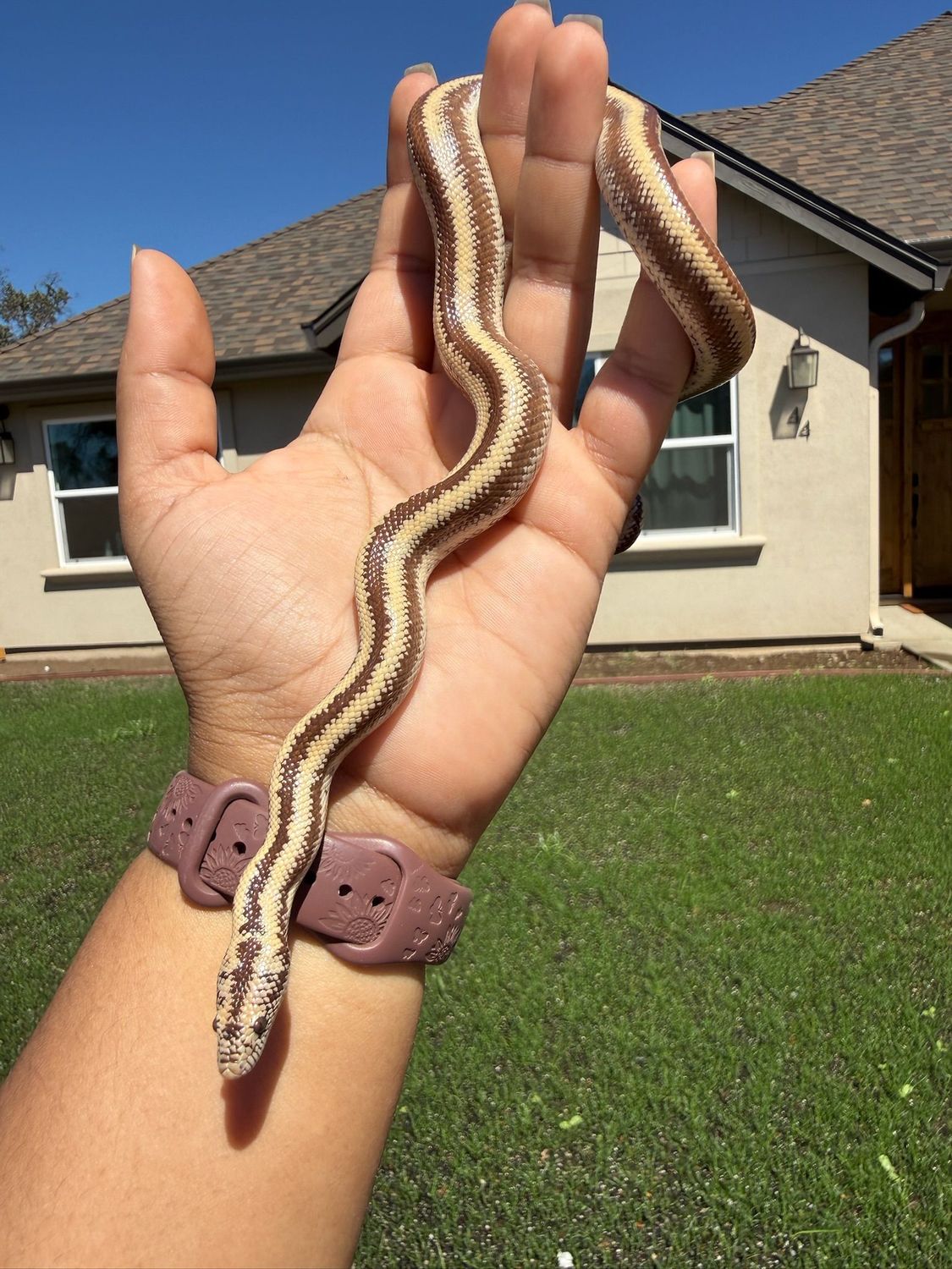 Harquahala Rosy Boa FEMALE #1