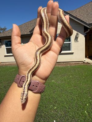 Harquahala Rosy Boa FEMALE #1 Harquahala Rosy Boa FEMALE #1