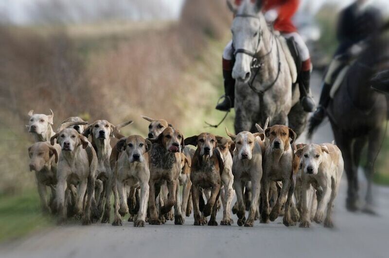 Between The Coverts - Greetings Cards