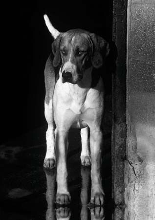 Expectant Hound Greetings Cards