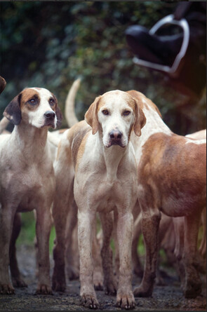 The Foxhound Greetings Cards