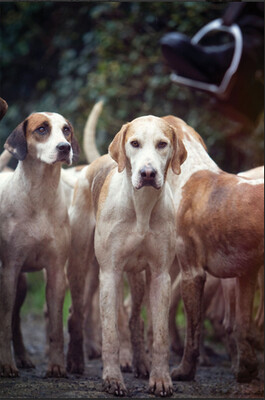 The Foxhound Greetings Cards The Foxhound Greetings Cards