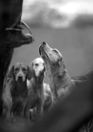 Awaiting His Master's Voice - Greetings Cards