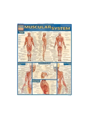 Chart - Muscular System Laminate Reference Chart (Quickstudy) 8.5x11