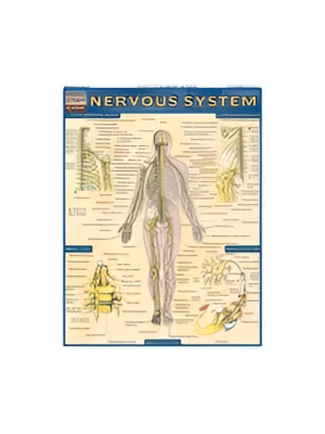 Chart - Nervous System (Quick Study)