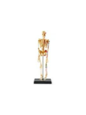 Skeleton (Model)