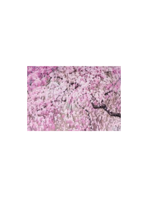 Note Cards - Cherry Blossoms