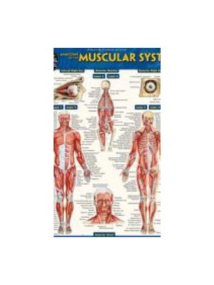 Anatomy of the Muscular System: A Quickstudy Laminated Reference Guide