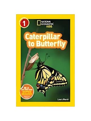 Caterpillar to Butterfly