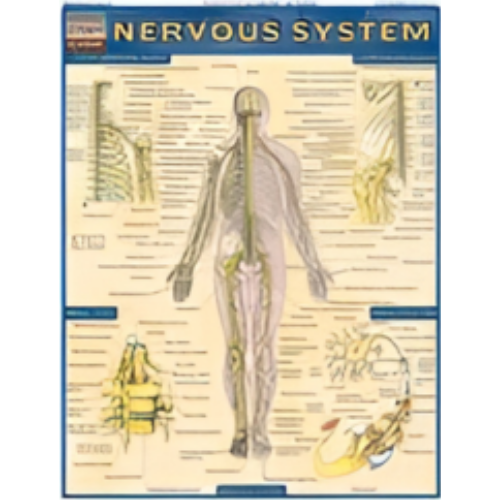 Chart - Nervous System (Quick Study)