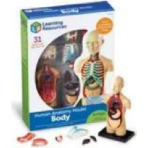 Human Body Model Human Body Model