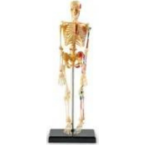 Skeleton (Model) Skeleton (Model)