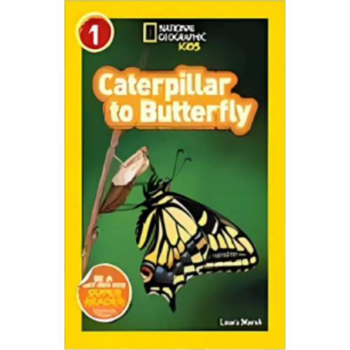 Caterpillar to Butterfly