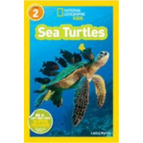 Sea Turtles