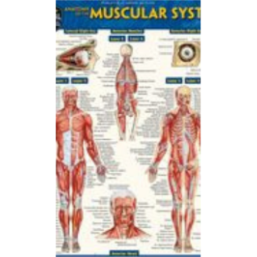 Anatomy of the Muscular System: A Quickstudy Laminated Reference Guide
