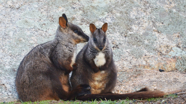 Sponsor an animal - Rock-wallaby